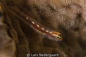 Taken in Nakari Housereef. Nikon D7000, Nikkor 105mm, two... by Lars Nedergaard 